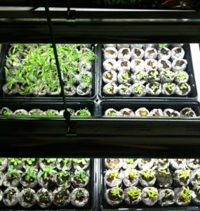 Seedling tray 2